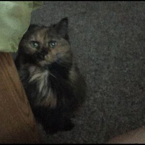 Meet your Posher, Heidi